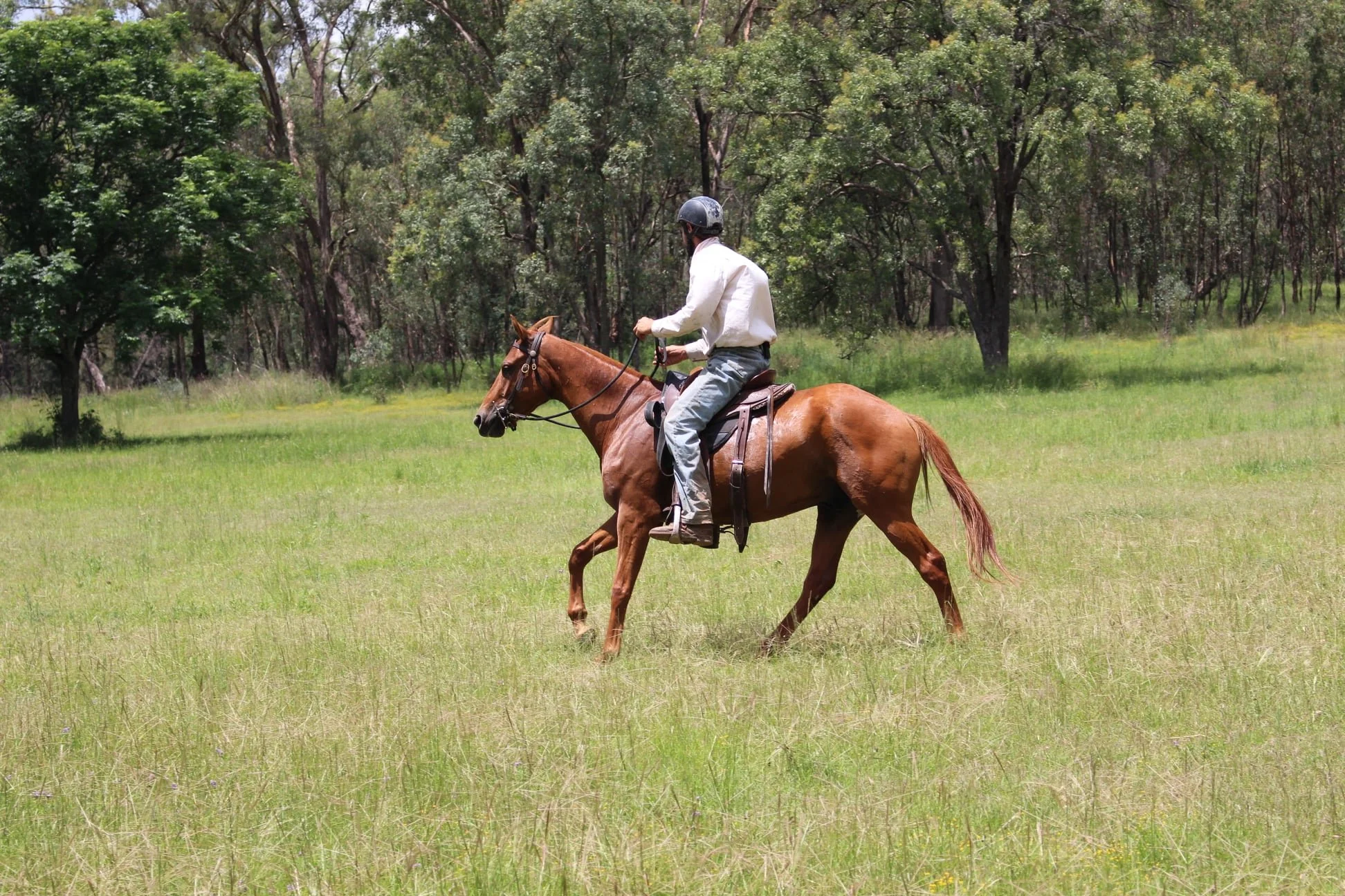 Quarter horse groundwork in open paddock