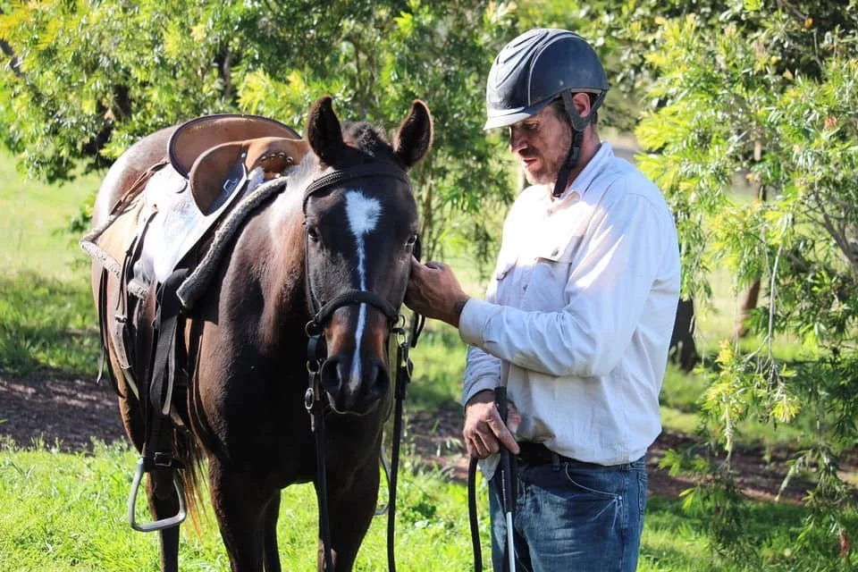 Quarter horse in training